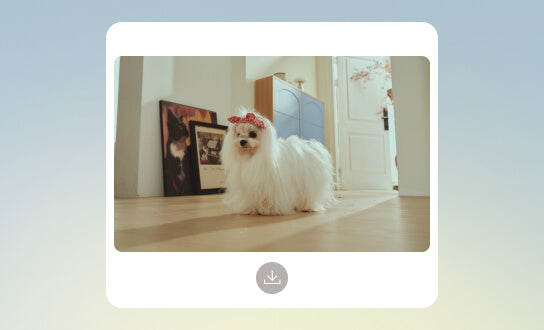 Pet Snaps